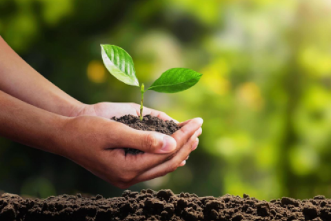 Environmental Projects